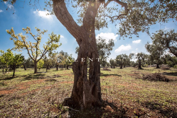  gagliano-del-capo vendita quart:  salento-agency