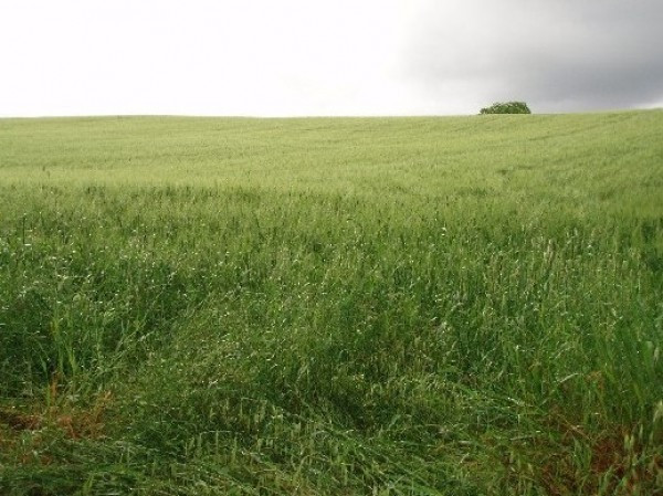 Rustico - Cascina SUVERETO vendita    IMMOBILIARE CALETTA