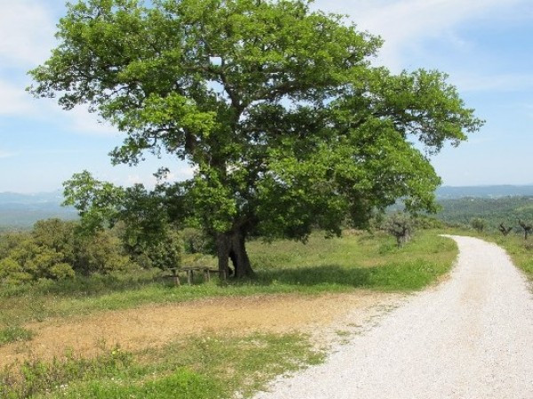  campagnatico vendita quart:  immobiliare-caletta