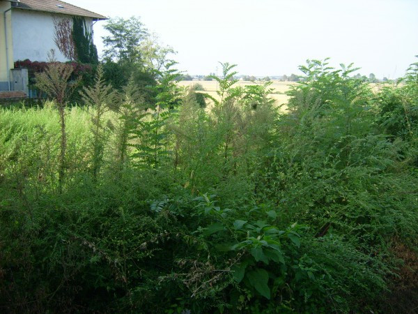 Rustico - Cascina VINZAGLIO vendita   25 Aprile La casa sull'albero