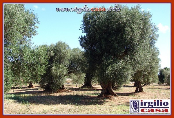 Rustico - Cascina OSTUNI vendita  Torre Pozzella Danese Virgilio Casa Real Estate