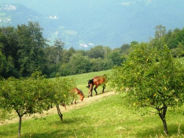 Rustico - Cascina ZOGNO vendita   Centro IDEA CASA