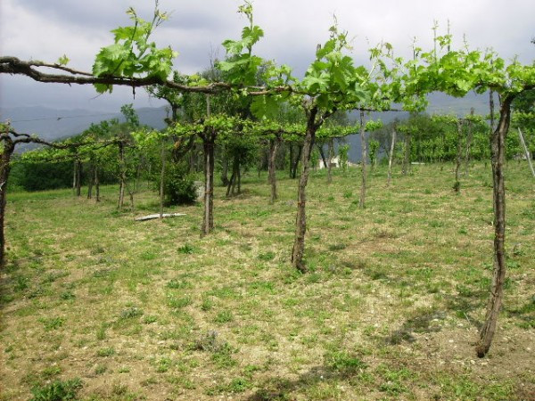 Villa Unifamiliare - Indipendente SAN POTITO SANNITICO vendita   SAN POTITO SANNITICO Immobilcasa Srl