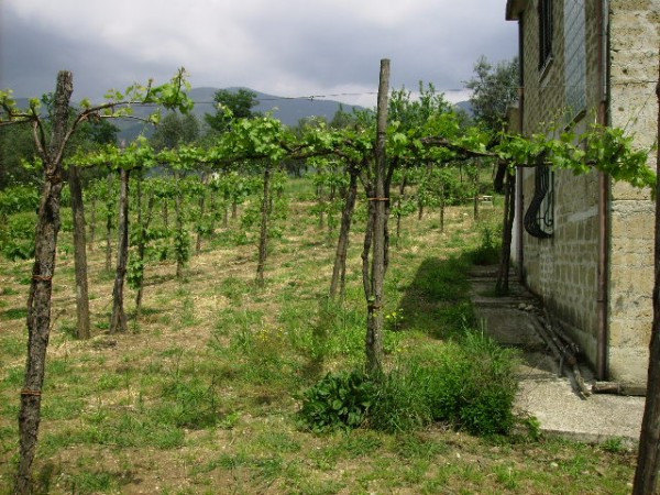 Villa Unifamiliare - Indipendente SAN POTITO SANNITICO vendita   SAN POTITO SANNITICO Immobilcasa Srl