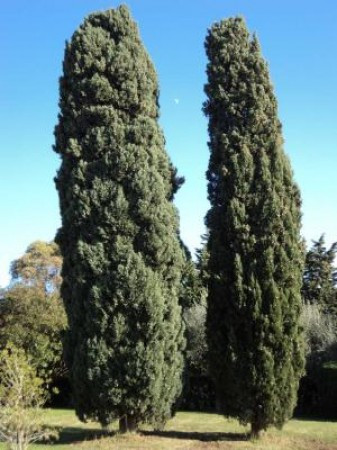 Villa FOLLONICA vendita    Vivere a Siena di Daniele Parri