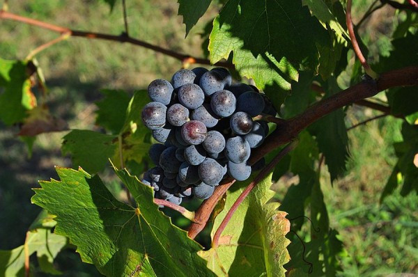  castelnuovo-berardenga vendita quart:  immobiliare-tuscany