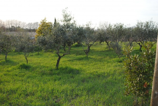 Appartamento COLLESALVETTI vendita   Provinciale delle Colline per Pon Prontocasa