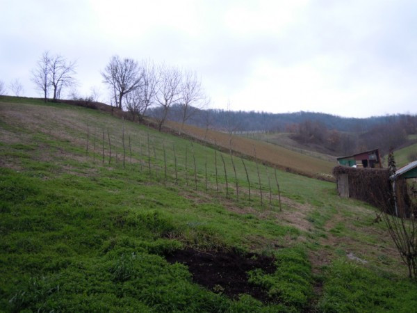 Villa CARPANETO PIACENTINO vendita   Provinciale 10 Fiorente Immobiliare