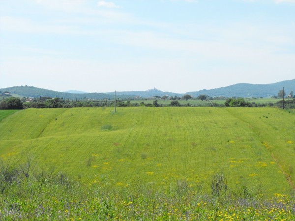 Rustico - Cascina MONTALTO DI CASTRO vendita  Pescia Romana Cacciata Grande immobiliare Alessandra