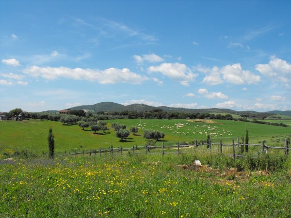 Rustico - Cascina MONTALTO DI CASTRO vendita  Pescia Romana Cacciata Grande immobiliare Alessandra