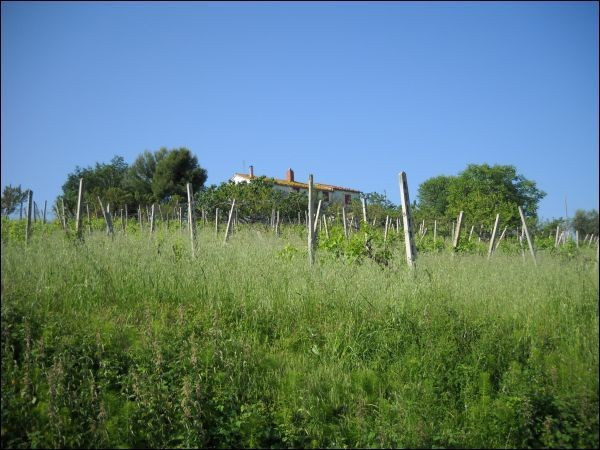 Rustico - Cascina CONTROGUERRA vendita   Provinciale 2 Immobiliare Centro Servizi Ascoli