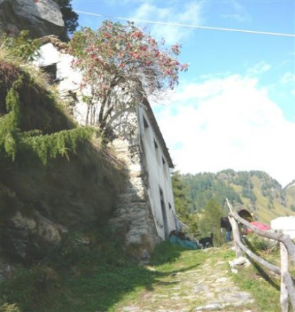 Villa Unifamiliare - Indipendente BACENO vendita  Alpe Devero Alpe Devero Rusticoinossola